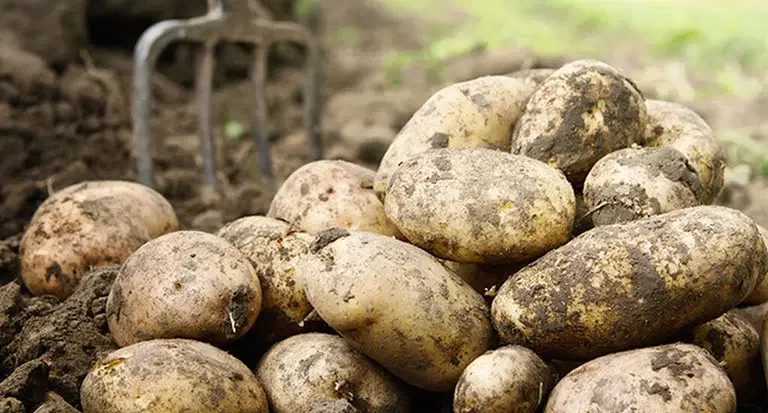Potatis – odla dina egna 