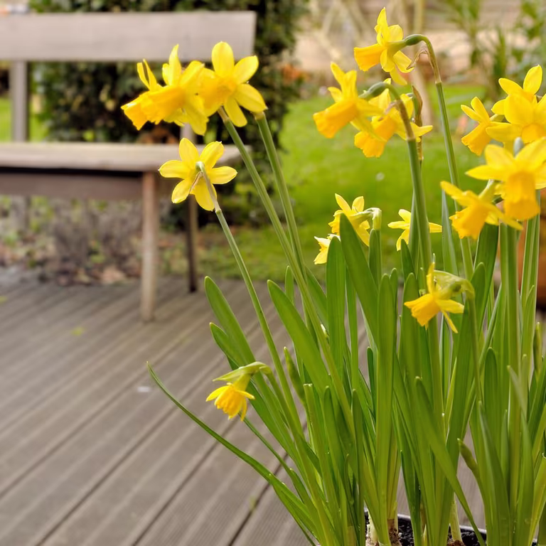 Påsklilja – plantering och skötsel