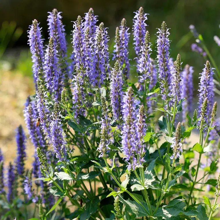 Salvia – plantering och skötsel 