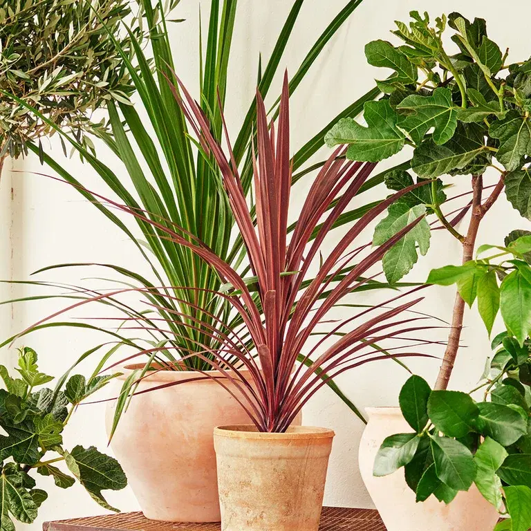 Cordyline (Syddracena) – plantering och skötsel