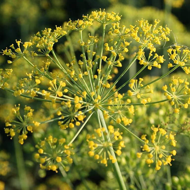 Dill – odla din egen 