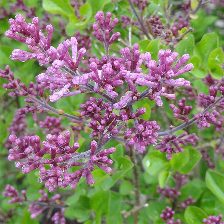 Dvärgsyrén – plantering och skötsel 