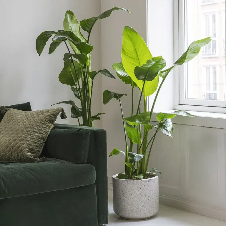 Papegojblomma (Strelitzia) – fakta och skötselråd