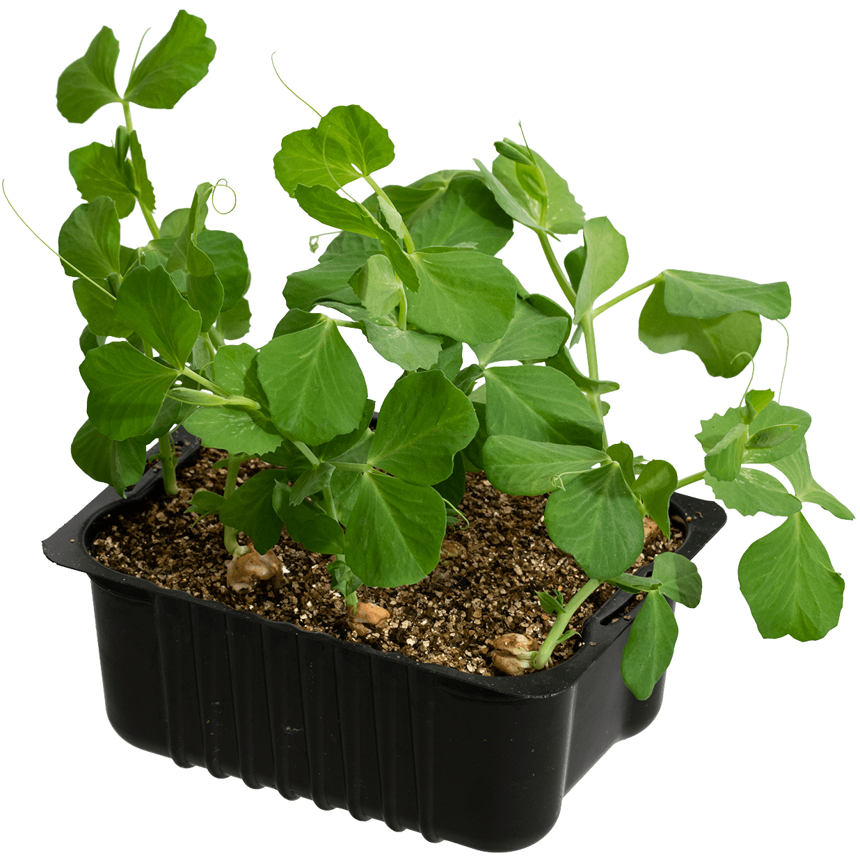 Grönsaker och örter