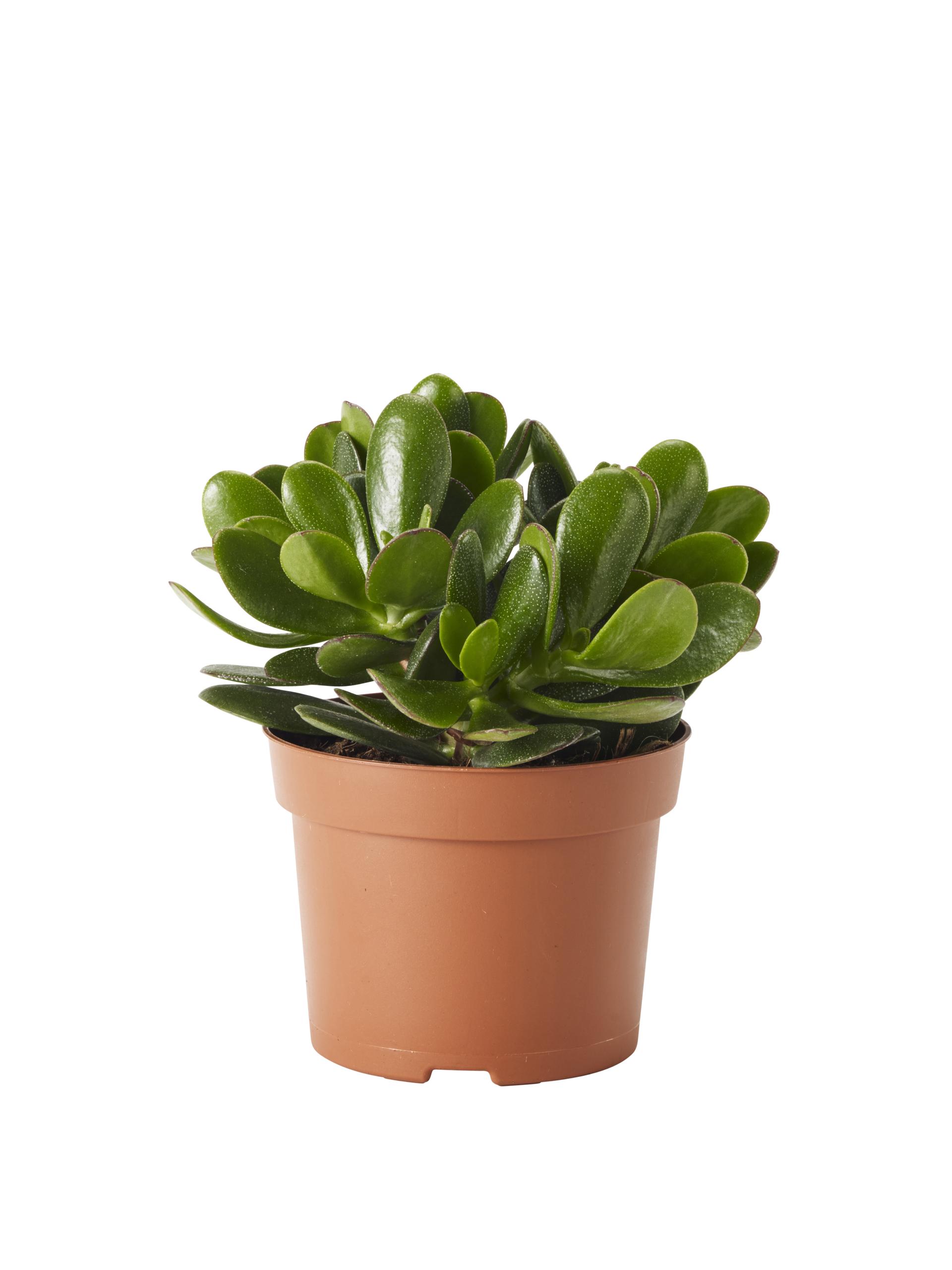 Suckulenter och kaktusar