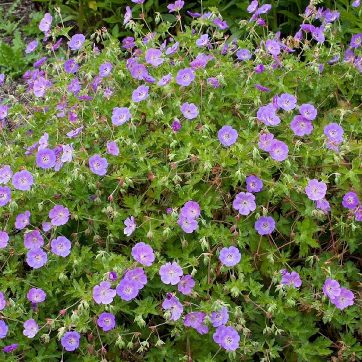 Marktäckande perenner