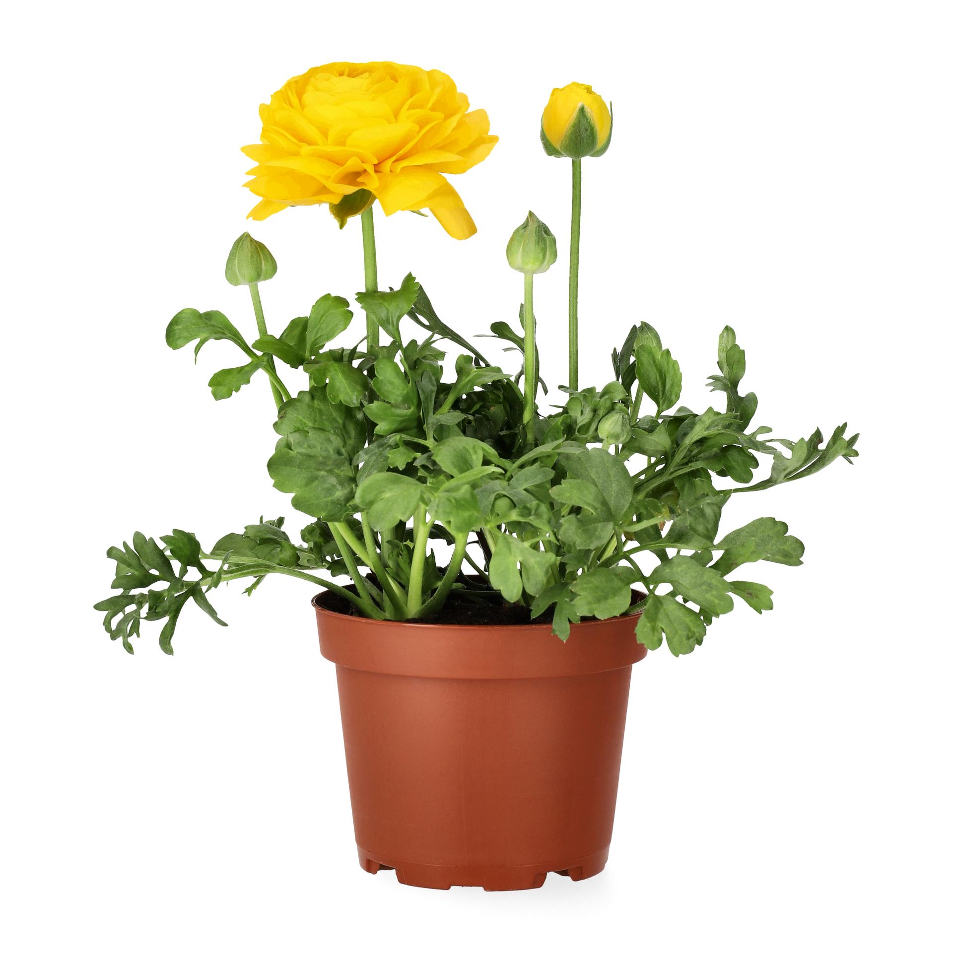 Övriga påskblommor