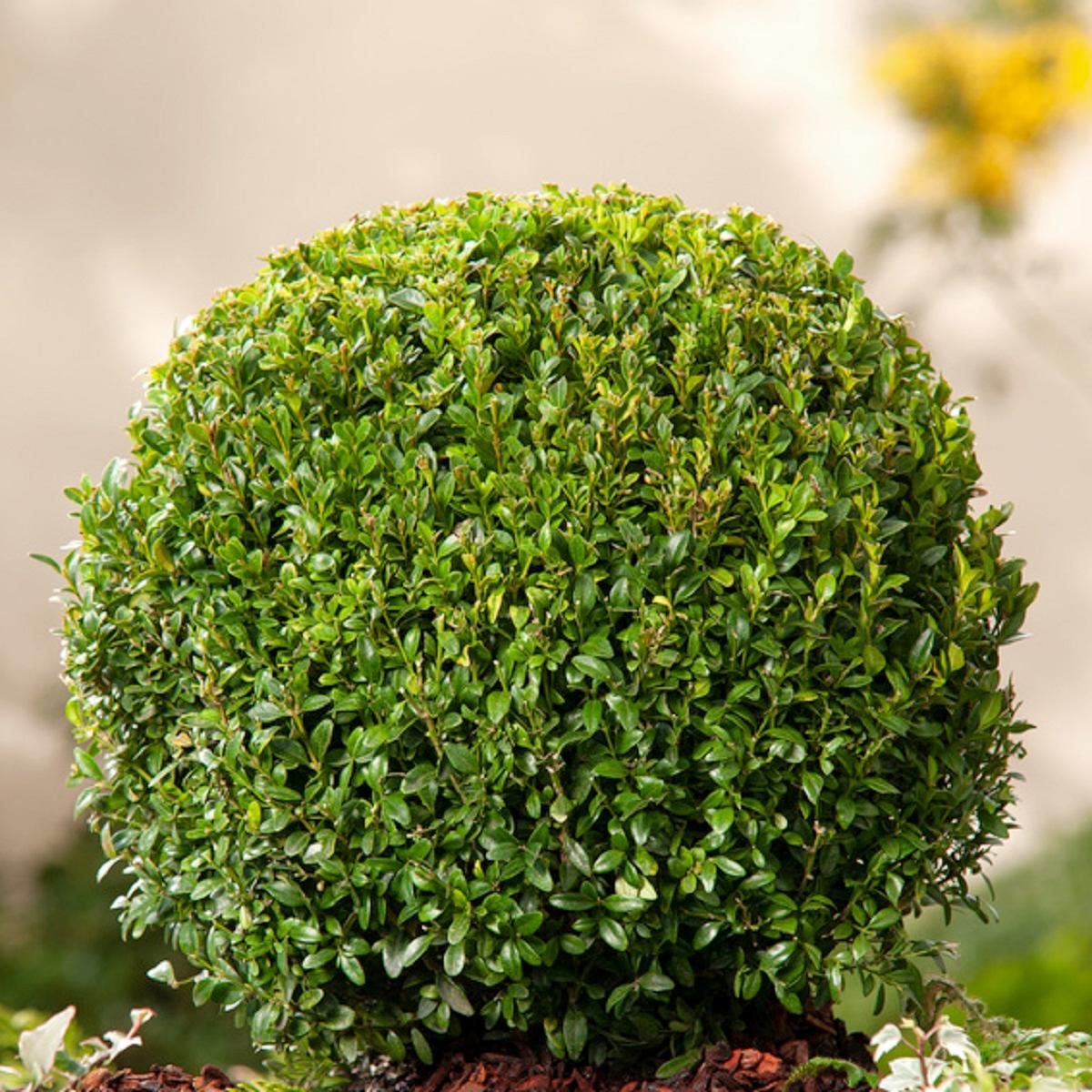 Buxus