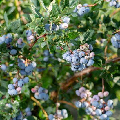Blåbär