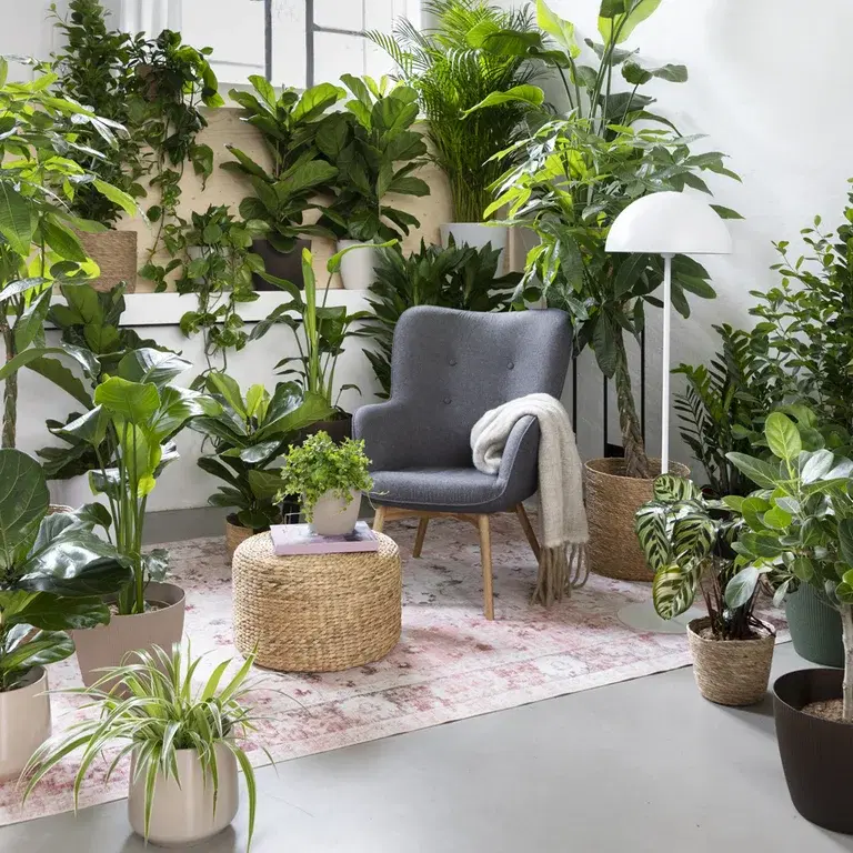 De 6 bästa luftfuktande växterna