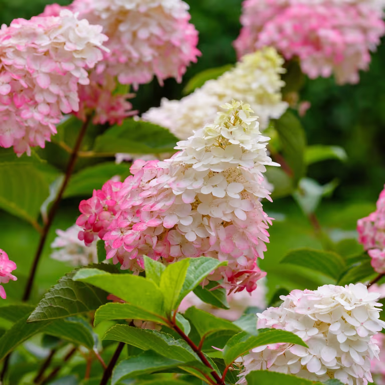 Vipphortensia 