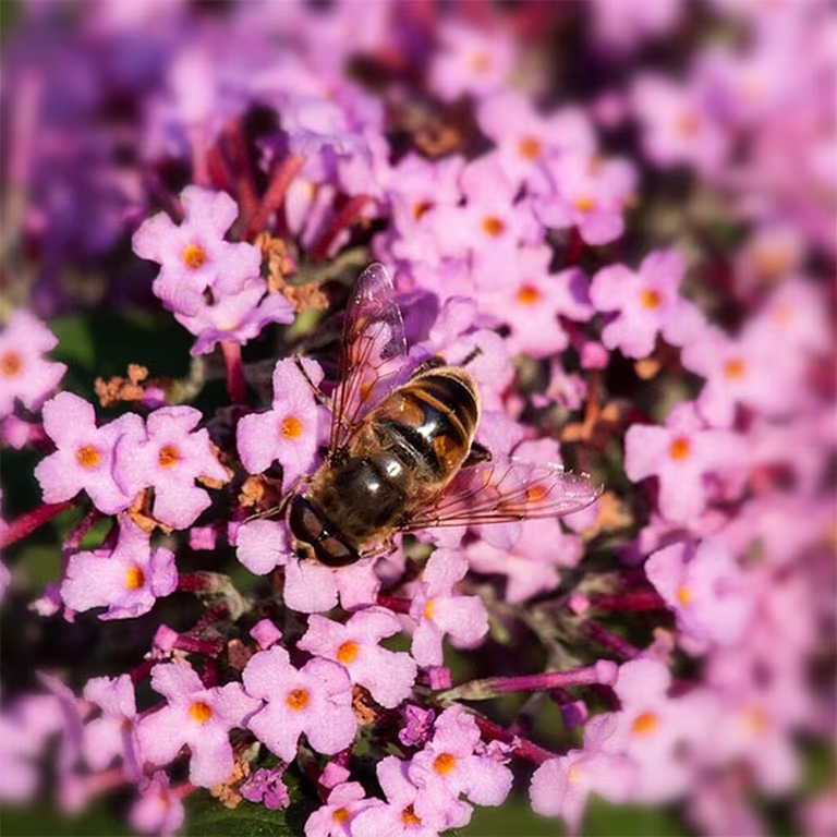 Syrenbuddleja – plantering och skötsel