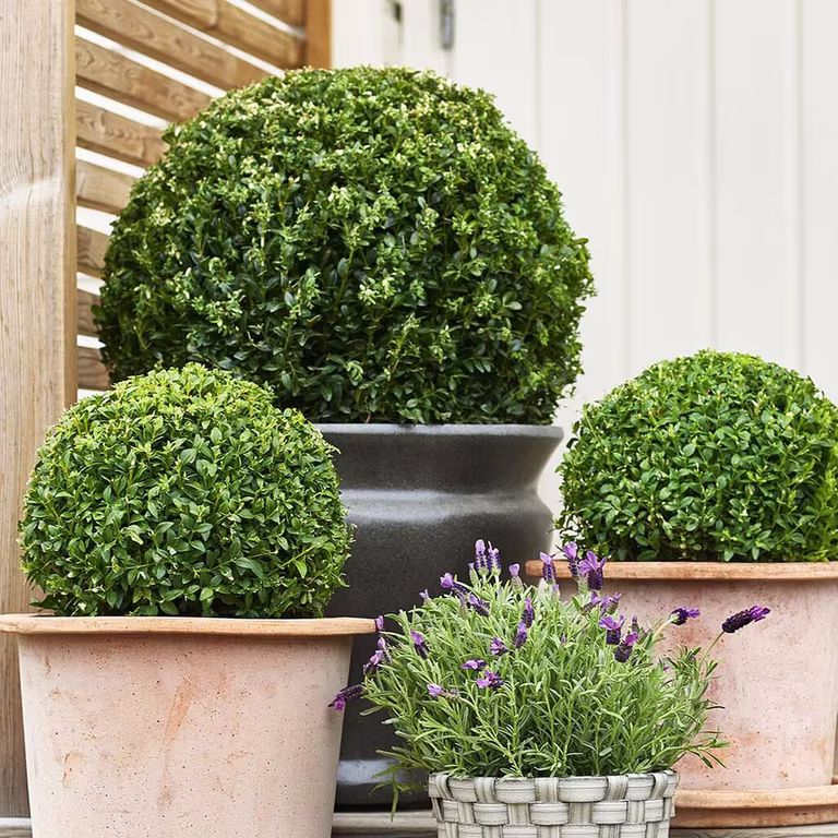 Buxbom – plantering och skötsel