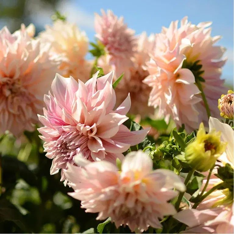 Dahlia – plantering och skötsel
