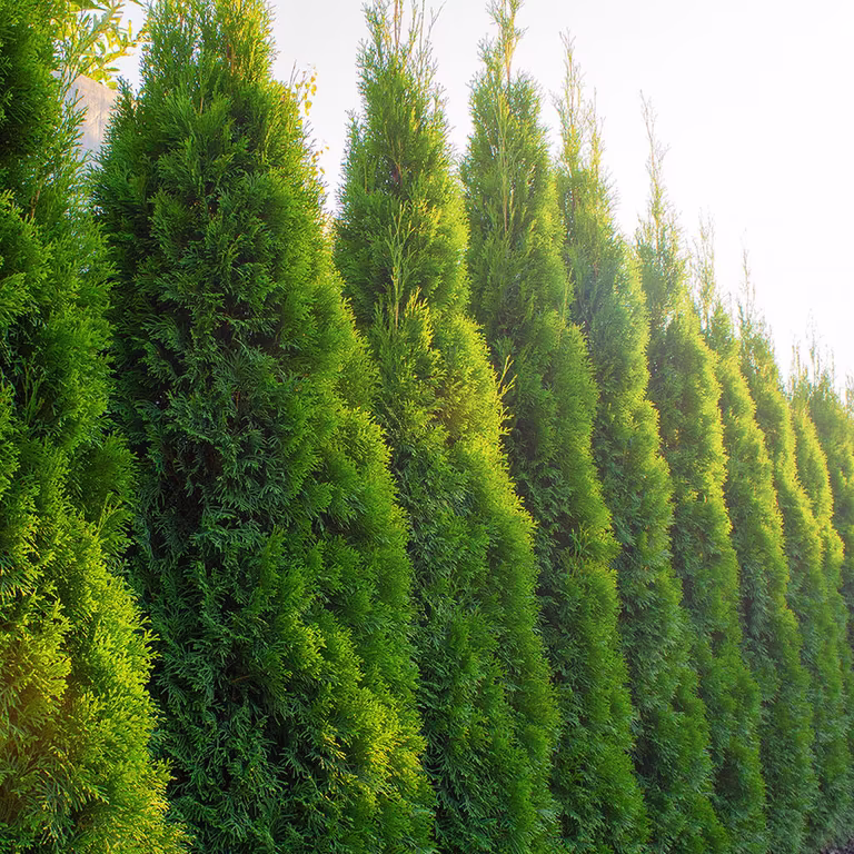 Tuja – så lyckas du med plantering och beskärning 