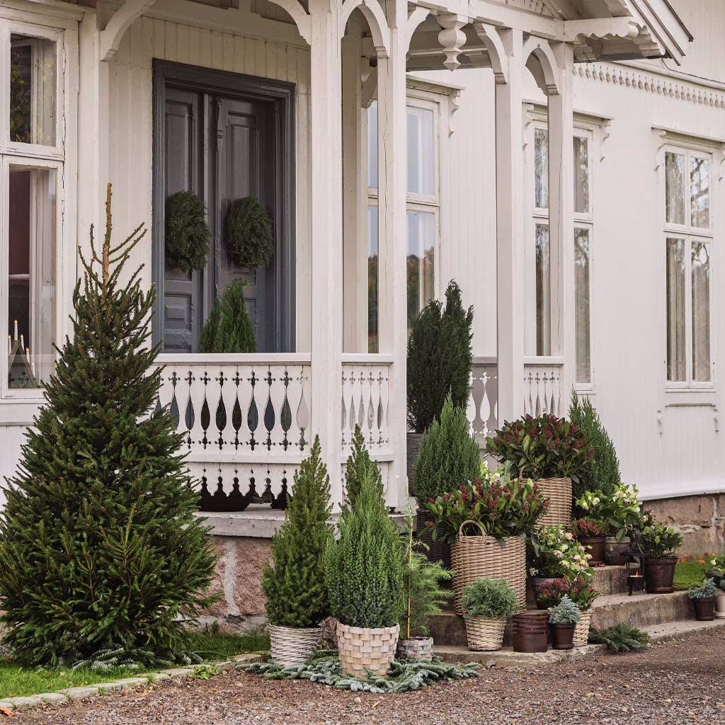 Rama in entrén med olika sorters barrväxter 