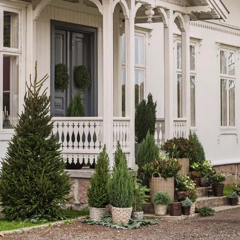 Rama in entrén med olika sorters barrväxter 