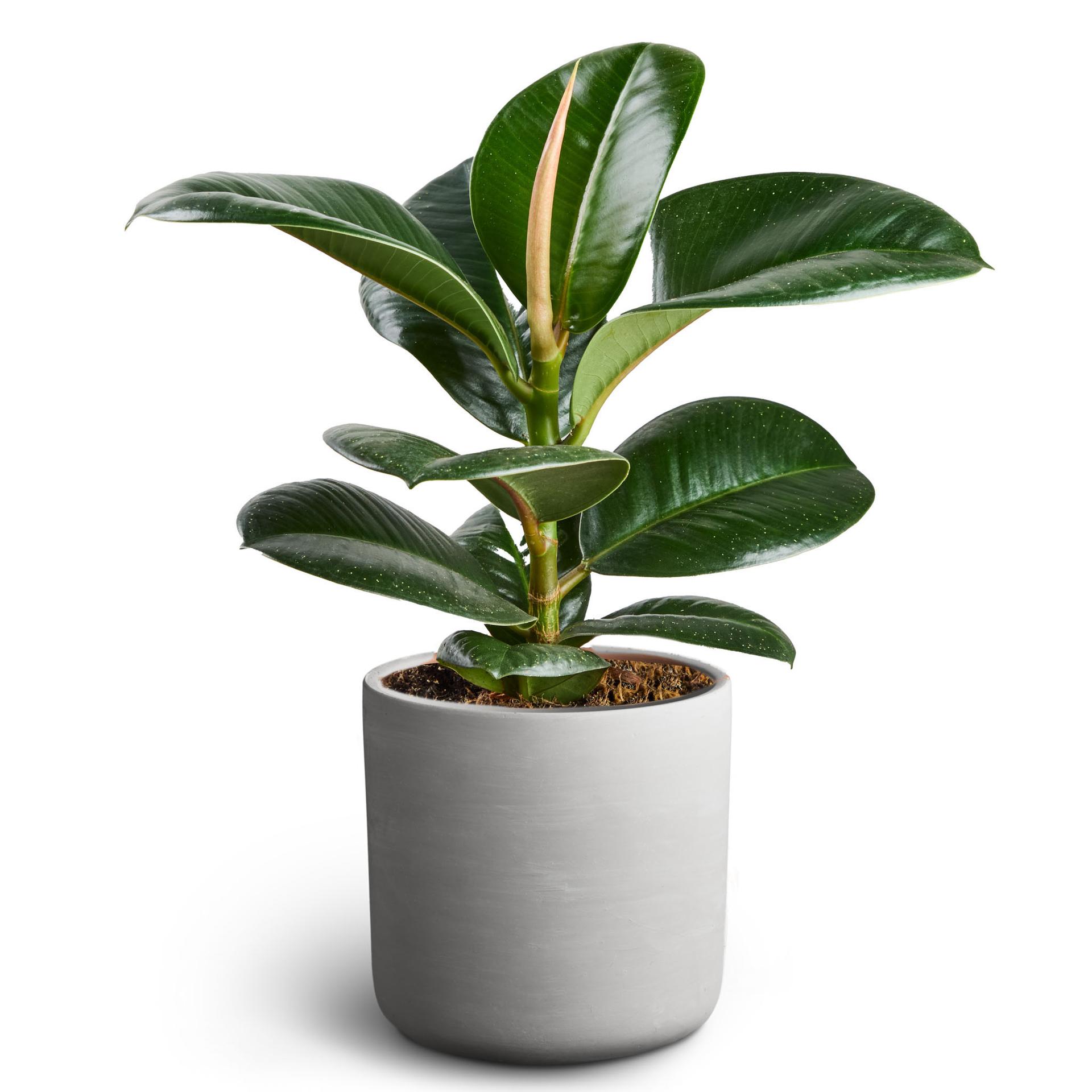 Gröna växter i kruka