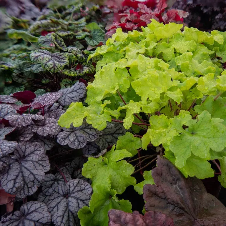 Alunrot – plantering och skötsel 