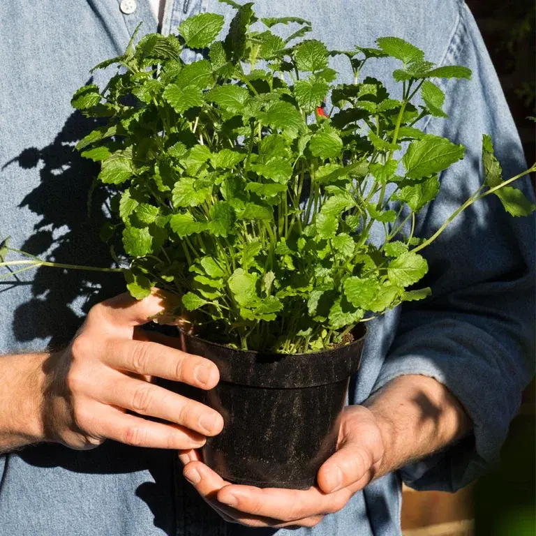 Köp krukan som jorden äter upp