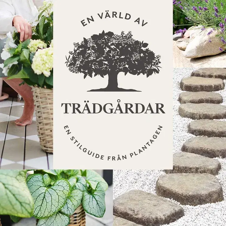 Garden hydrangeas 2 for 450,-