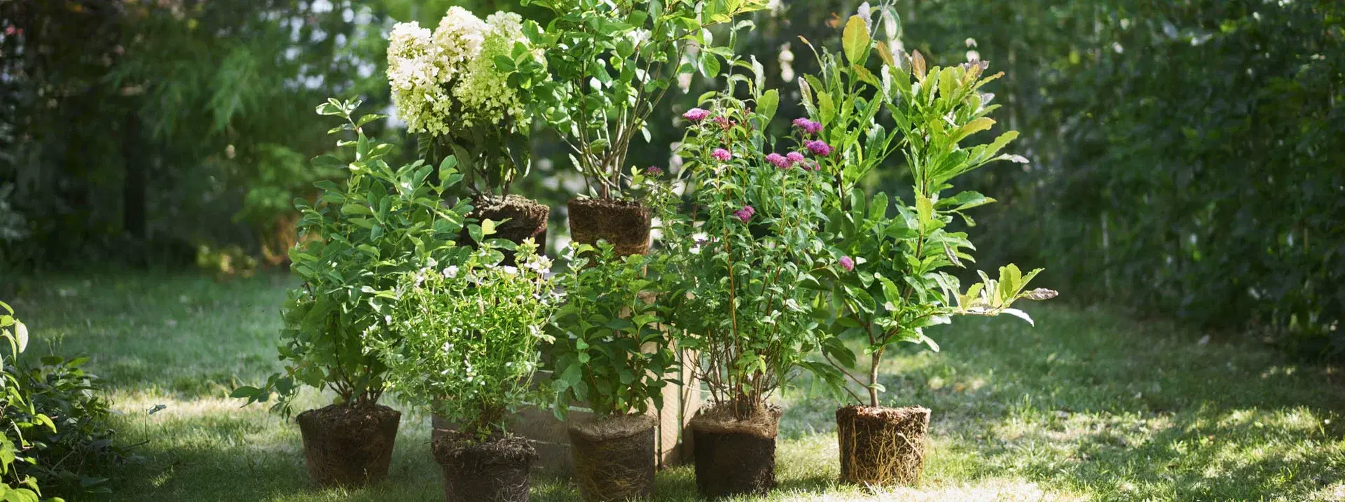 3 for 2 on large perennials