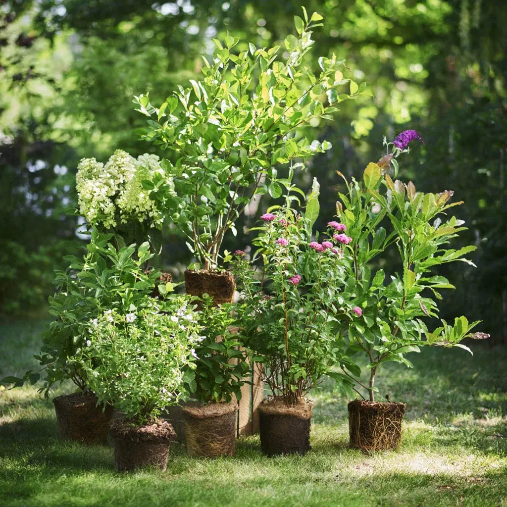 3 for 2 on large perennials