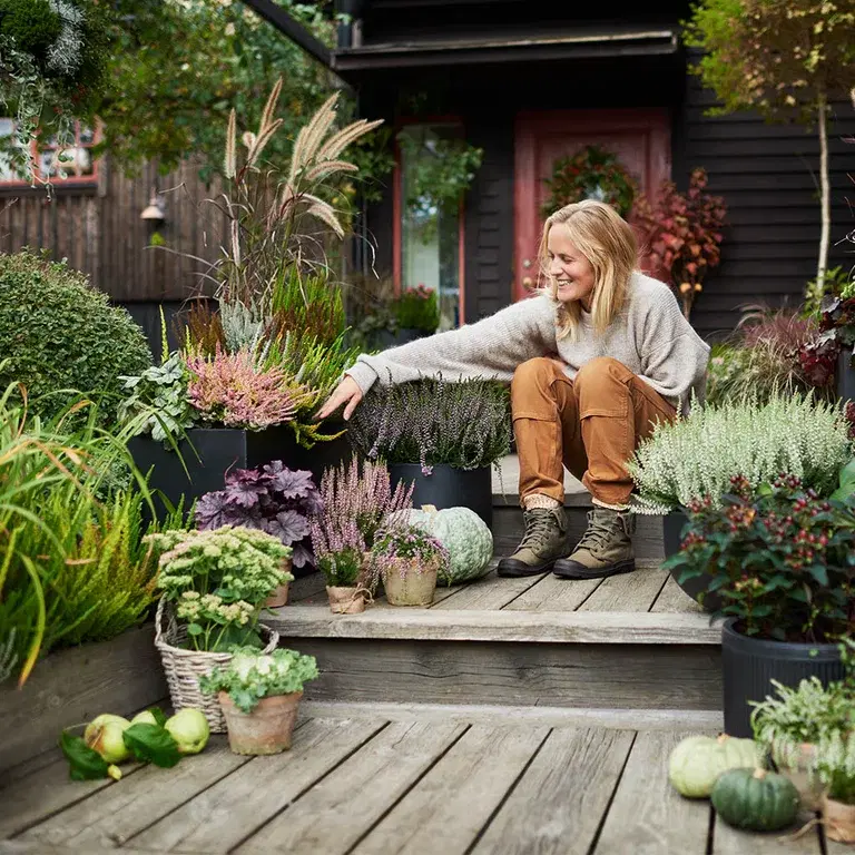 Ljung - höstens färgsprakande klassiker vid entrén