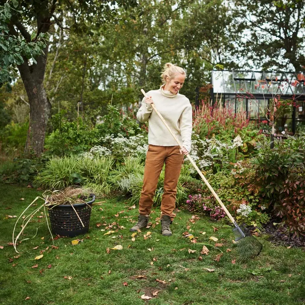 Lavender – planting and care