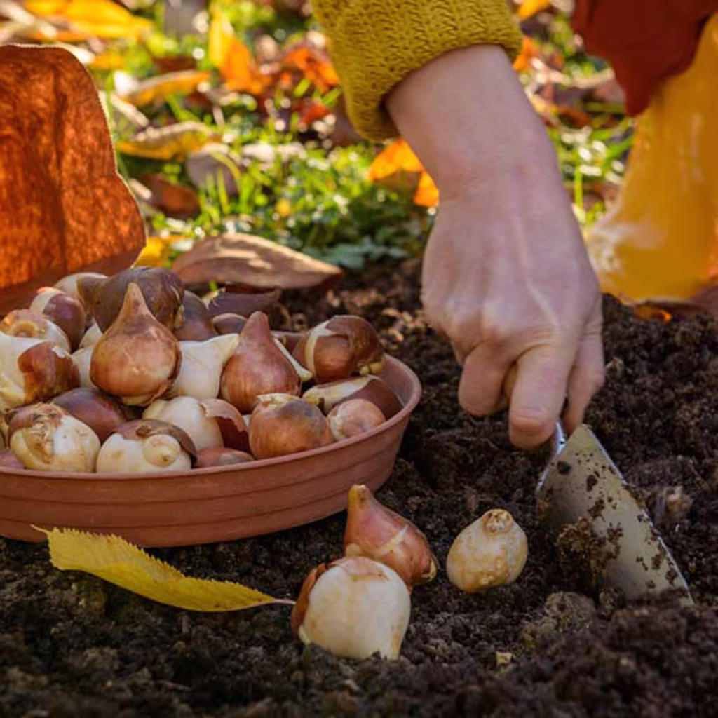 Oktober - detta kan du så och odla
