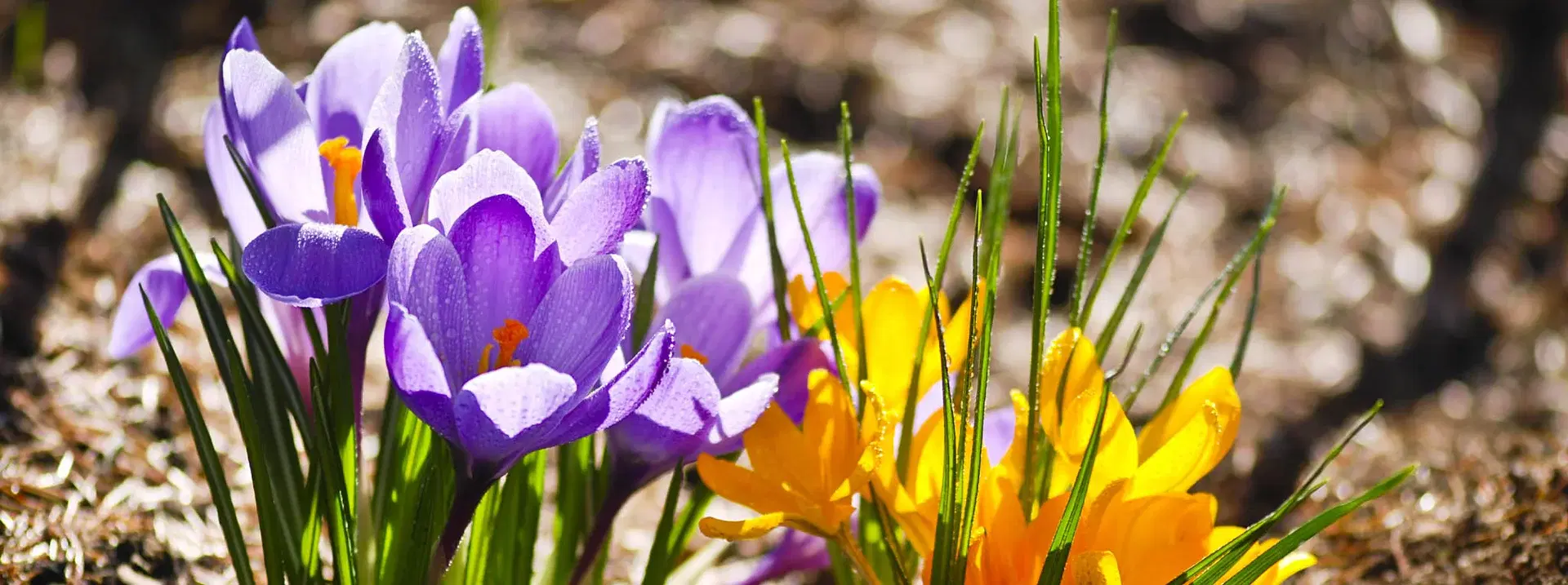 30% off all Mediterranean plants