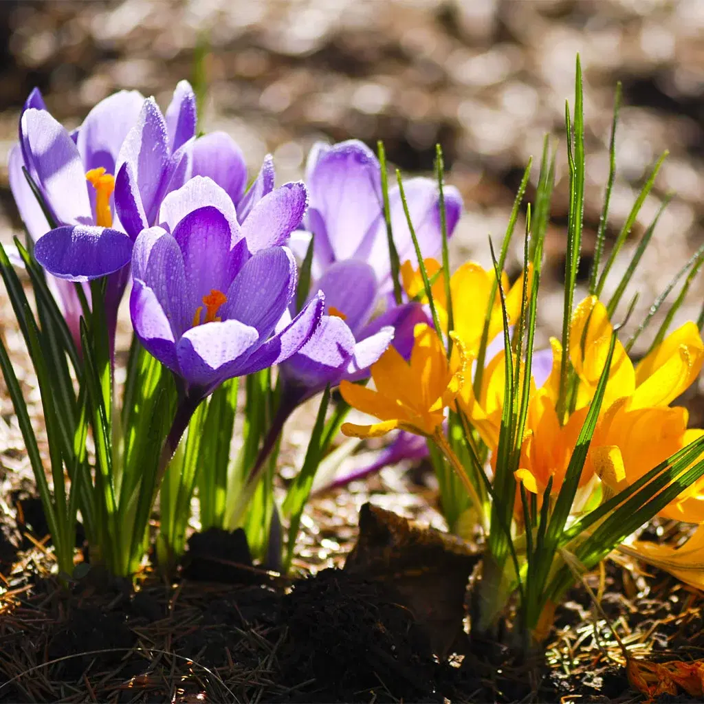 30% off all Mediterranean plants