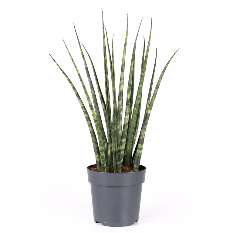 Bajonettlilja ‘Fernwood’