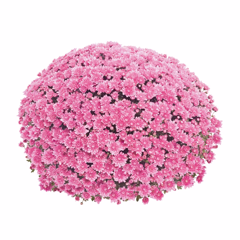 Bollkryss