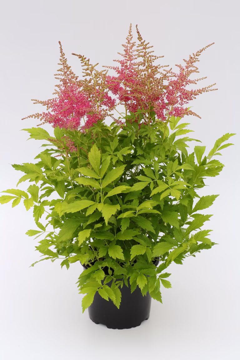 Astilbe