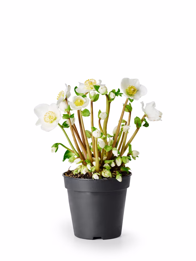 Julros 'Verboom Beauty'