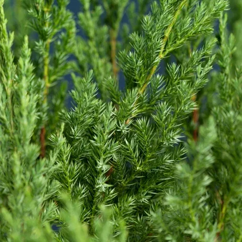 Juniperus chinensis 'Stricta' 40-50cm 22cm