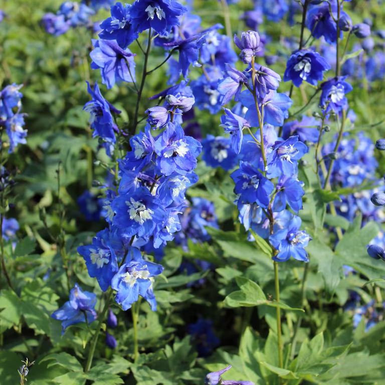 Trädgårdsriddarsporre 'Blue Bird'