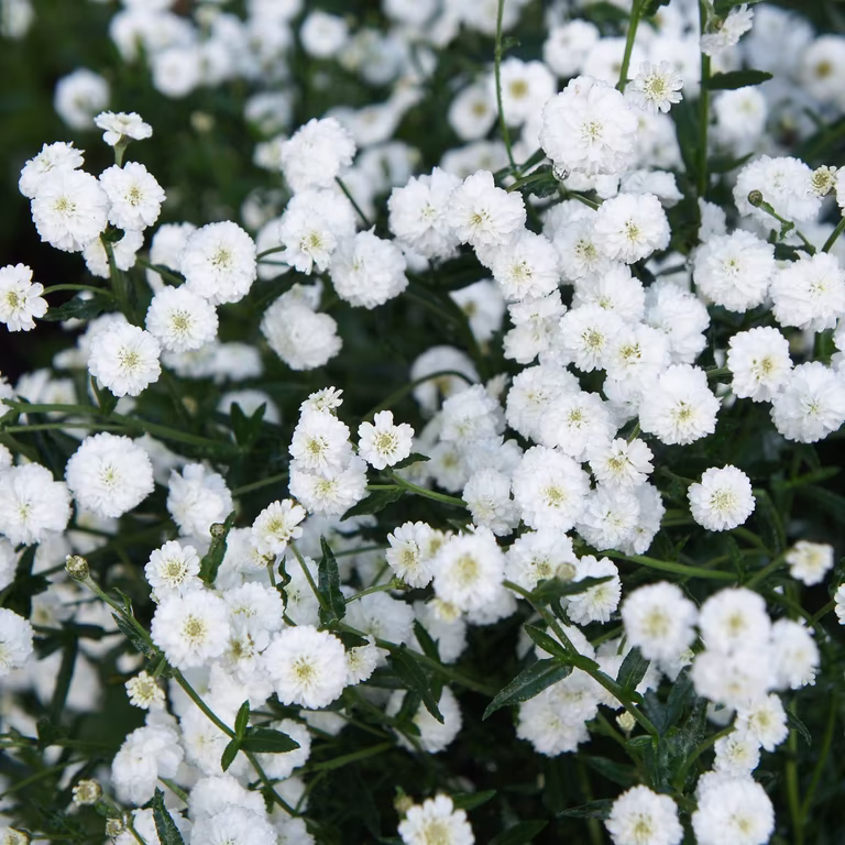 Vitpytta 'The Pearl'