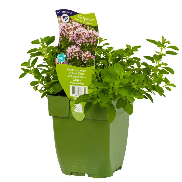 Oregano 'Compactum'