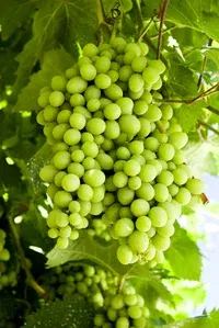 Labruskavin 'Sukribe'