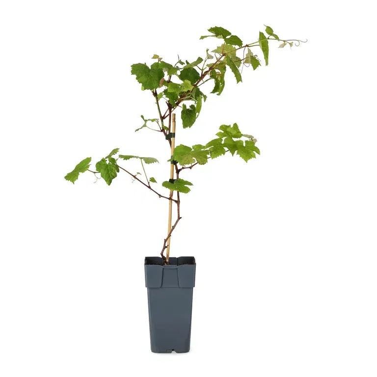 Labruskavin 'Spulga'