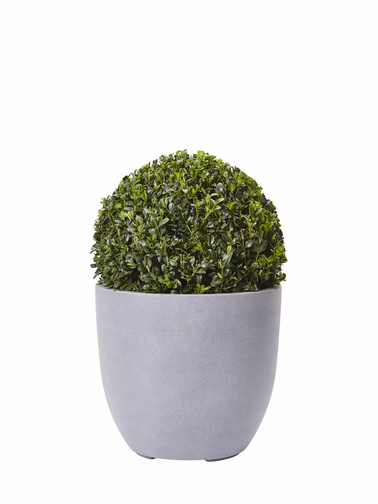 Buxbom 'Arborescens', boll