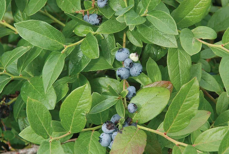 Hybridblåbär 'Polaris'