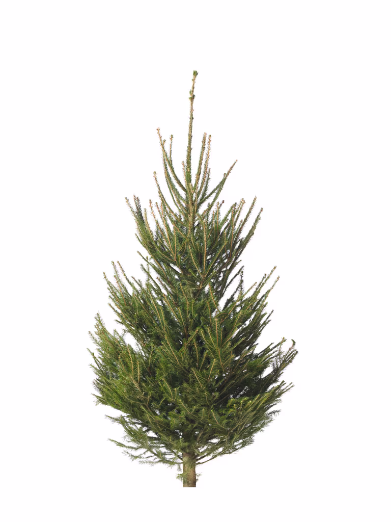 Rödgran 160-190cm