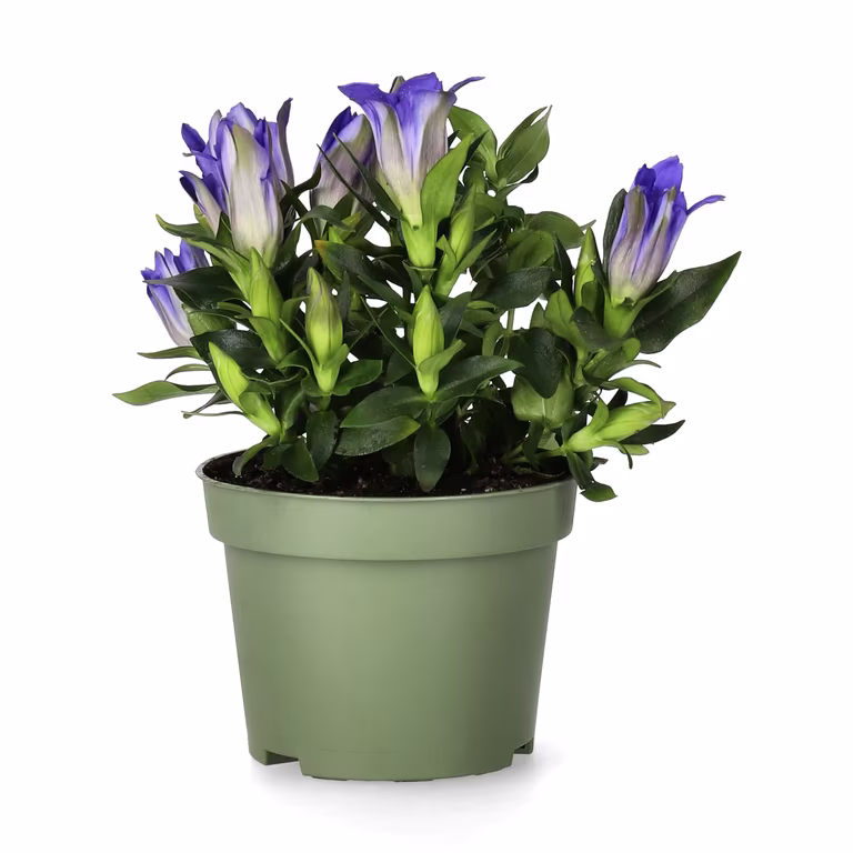 Klasegentiana 'Blue Heart'