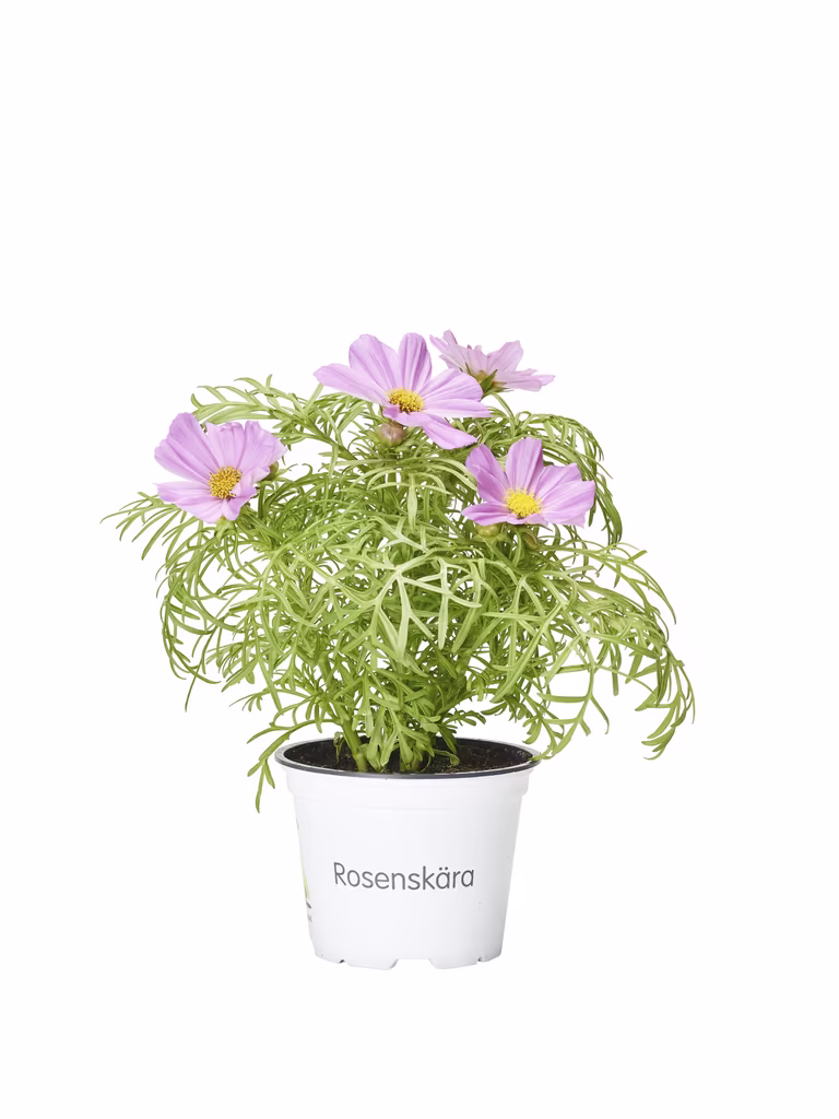 Rosenskära