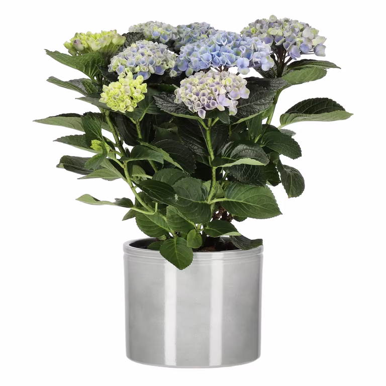 Hortensia 'Magical'