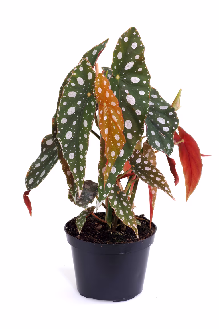 Forellbegonia