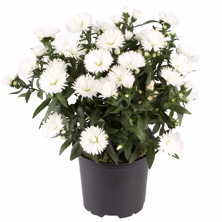 Aster